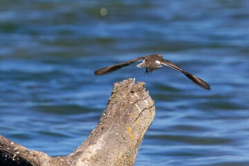 Fototapeta premium common sandpiper