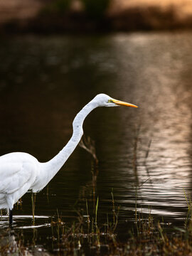 Great Egret (Ardea alba), also known as the great white egret or great white heron, wading in a al qudra lake