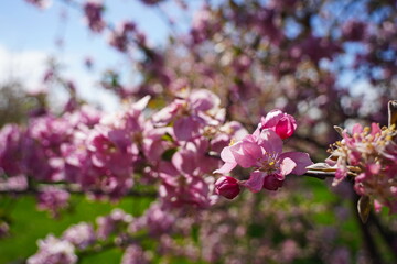 Fototapeta premium The flowering of Sievers apple trees in the botanical garden.