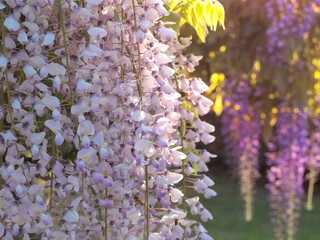 夕日に輝く藤の花 © Naomint