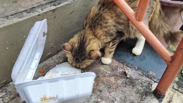 Stray calico cat eating food from a styrofoam box on the street