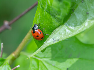 Fototapeta premium Bio Diversity - Coccinella septempunctata - Ladybug on a Green Leaf