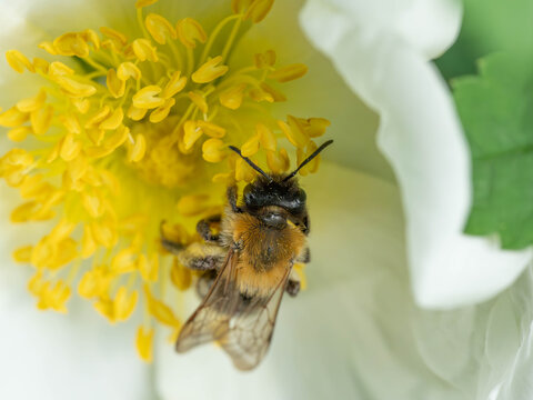 Bio Diversity - Andrena nitida - Beautiful Bee inside of a Flower