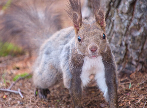 正面を見つめる可愛いエゾリス Cute Ezo red squirrel looking at the camera