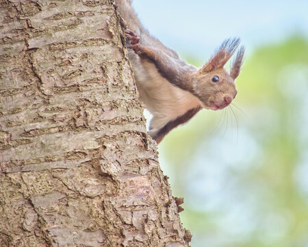 木の幹からひょっこり顔を出してあたりを見渡すエゾリス Ezo red squirrel peeking from a tree trunk and looking around