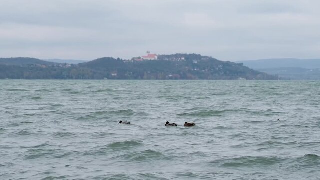 Ducks swimming on the wavy green water surface of Lake Balaton on a cloudy autumn day. In the background is the famous Benedictine monastery on the Tihany peninsula. Scenic landscape from Hungary.