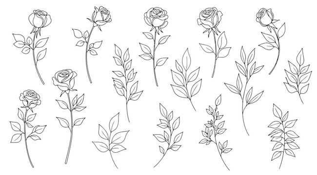 Hand drawn rose flowers and leaves line art collection