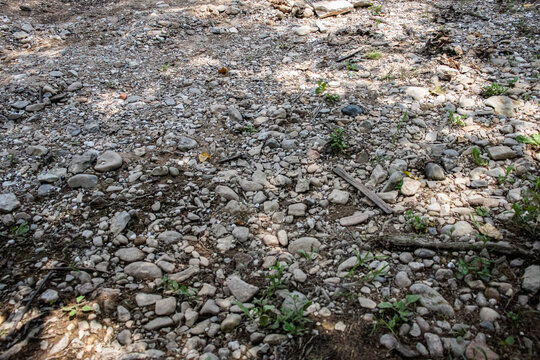 Natural ground texture with pebbles, gravel and small green plants