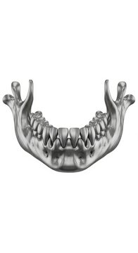 Human Mandible Bone Anatomy Detailed 3D Model of Jawbone with Teeth on White Background