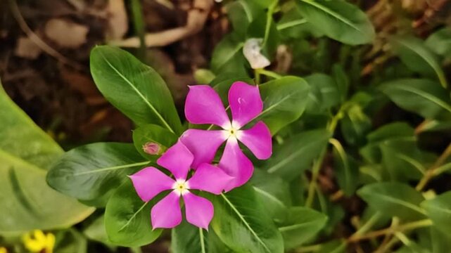 Close-up of beautiful pink of Madagascar periwinkle flowers (Catharanthus roseus) in full bloom.