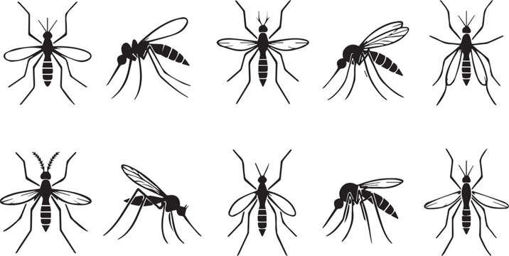 Mosquito insect silhouette icons, set of 10 black vector pests, parasitic gnat and midge graphics for pest control and health awareness