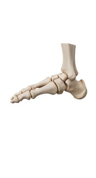 Human Foot Bone Anatomy, Side View - Skeletal Structure Isolated on White