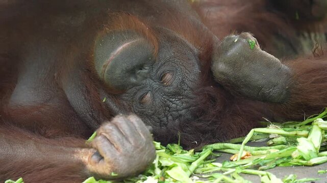 Orangutan in the zoo