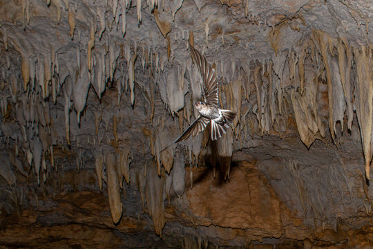 pygmy swiftlet, Collocalia troglodytes