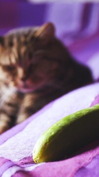 Cat ignores cucumber beside him on bed