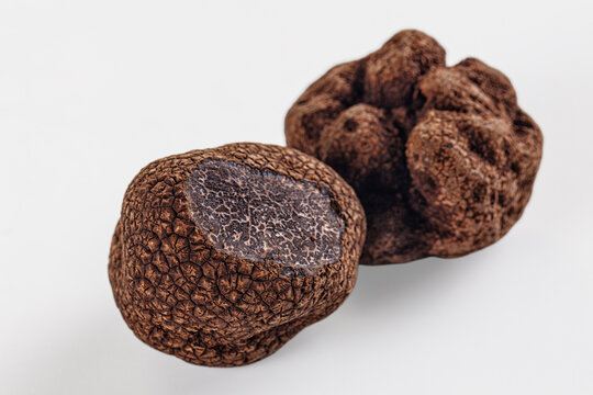 Whole black winter truffle isolated on a white background. Gourmet culinary ingredient.