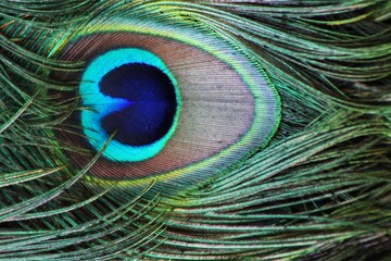 Naklejka premium Detailed Macro of Peacock Feather Eyespot Featuring Deep Blue Center and Iridescent Green Filaments with Rich Natural Texture