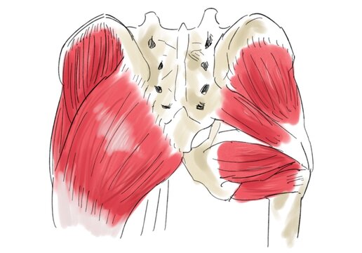 gluteus muscles