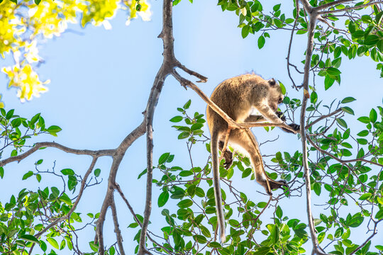 This monkey is in a tree looking for its child to play with