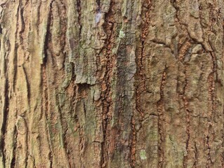 Fototapeta premium Close-up Texture of Rough Brown Tree Bark