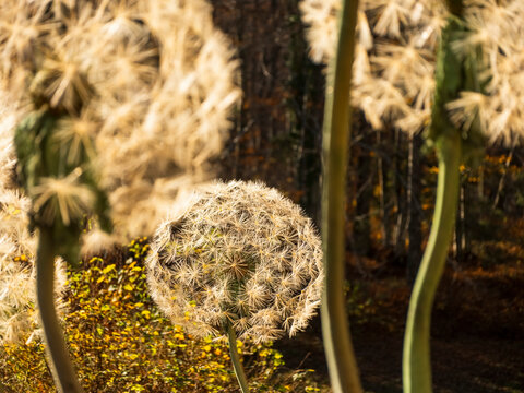 Salsify seed head glowing in sunlight, with blurred autumn foliage, showcasing nature's intricate details on Respiro degli alberi path, Lavarone, Trentino, Italy.