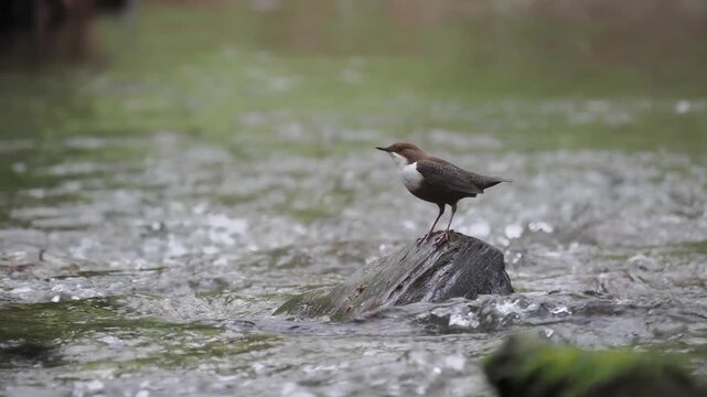 Wasseramsel, Cinclus cinclus