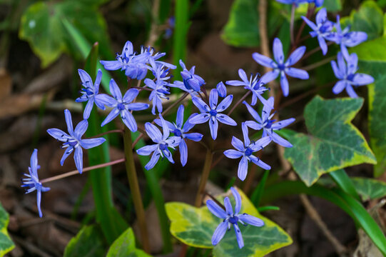 Clusters of star-shaped blue flowers Scilla bifolia or Alpine squill or two-leaf squill with deep purple centers bloom amidst green leaves