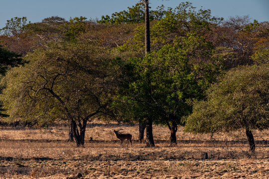 Deer are in the wilderness, Javan rusa or Sunda sambar Rusa timorensis