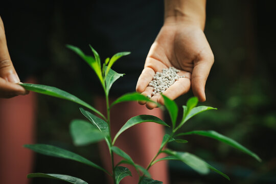 The gardener is applying granular fertilizer to the seedlings.