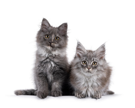 Adorable duo of 2 Maine Coon cat kittens, sitting and laying side by side facing front. Both looking towards camera. Isolated on a solid white background.