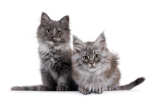 Adorable duo of 2 Maine Coon cat kittens, sitting and laying side by side facing front. Both looking towards camera. Isolated on a solid white background.