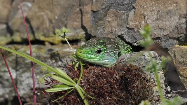 Westliche Smaragdeidechse, Lacerta bilineata, M&auml;nnchen