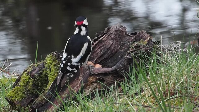 Buntspecht, Great Spotted Woodpecker, Dendrocopos major