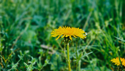 Yellow dandelion flowers in green grass background. © Mykola