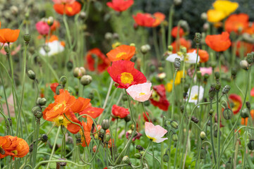 Obraz premium Field of Colorful Iceland Poppies in Bloom