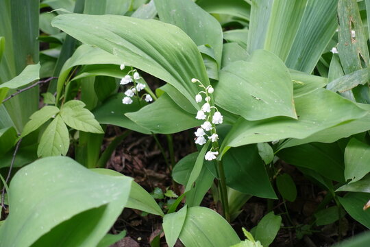 Two racemes of white flowers of lily of the valley in mid May
