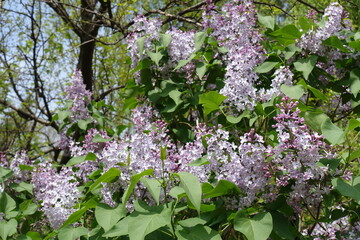 Many light mauve flowers of Syringa vulgaris in mid May © Anna