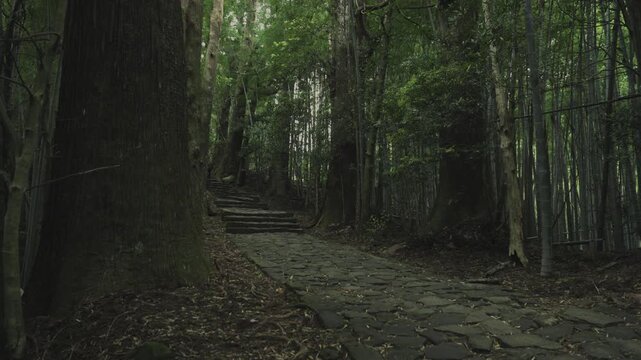 世界遺産 熊野古道 中辺路 大門坂 苔むした石畳｜和歌山県那智勝浦町 Daimonzaka Moss‑Covered Stone Steps, Kumano Kodo Nakahechi, Nachikatsuura, Wakayama, Japan