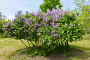 Multi-stemmed shrub of Syringa vulgaris with mauve flowers in mid May © Anna