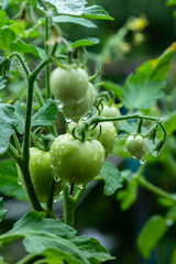 Fototapeta premium Close-up of fresh green tomatoes growing on the vine with water droplets after rain.