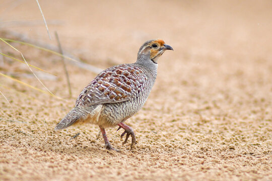 Francolinus pondicerianus