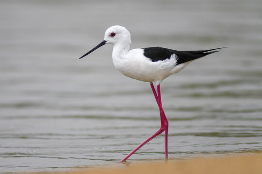 Himantopus himantopus