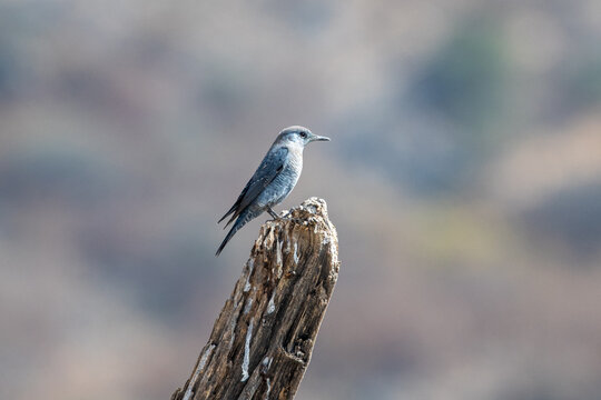 Monticola solitarius