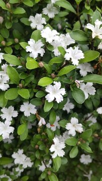 Close-up of tiny white flowers and green leaves, natural botanical texture