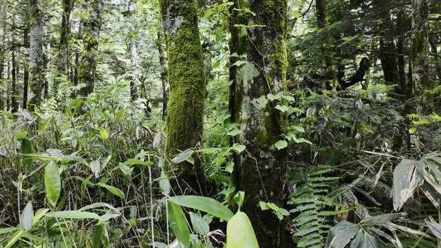 Lush green moss covers tree trunks in the dense forest, with thick undergrowth and ferns all around.