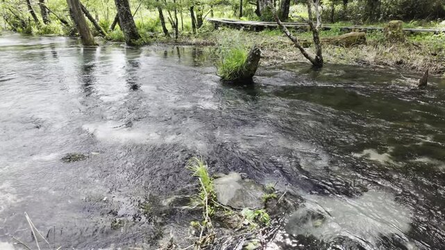 A tranquil river runs through the forest, clear enough to see underwater weeds.