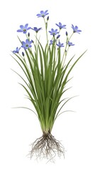 Fototapeta premium Blue Flowers with Roots and Green Grass Isolated on White Background