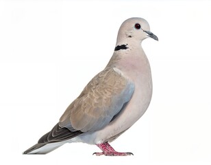 Fototapeta premium Eurasian Collared Dove isolated on white background profile view.