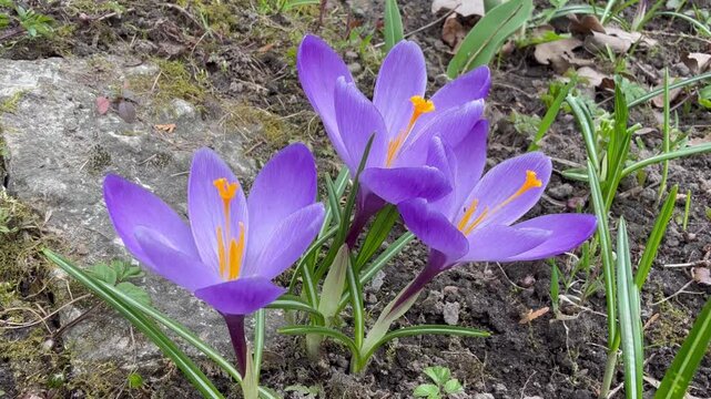 A close-up video of blooming purple crocuses (Lat. Crocus) or saffron on an April day. Spring floral background