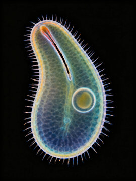 Optical micrographs of paramecium clearly show the protozoan's distinctive slipper-like shape, the cilia covering its entire body for movement, and the prominent oral groove.